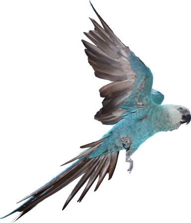 Pássaro azul voando