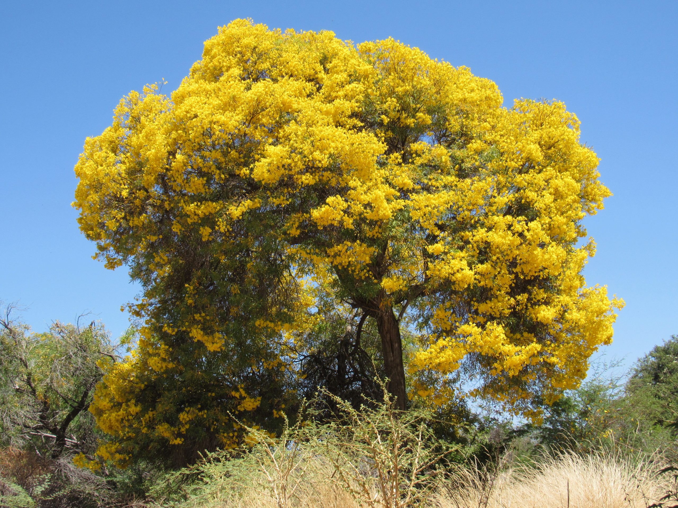 Caatinga