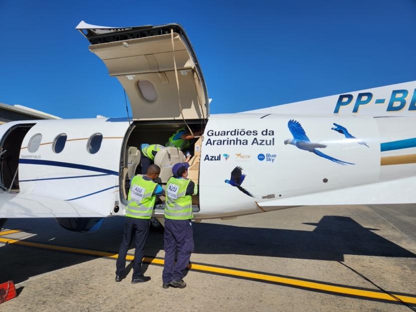 Operation Guardians of the Spix’s Macaw: An Extraordinary Flight – Bringing the Spix’s Macaw Back Home