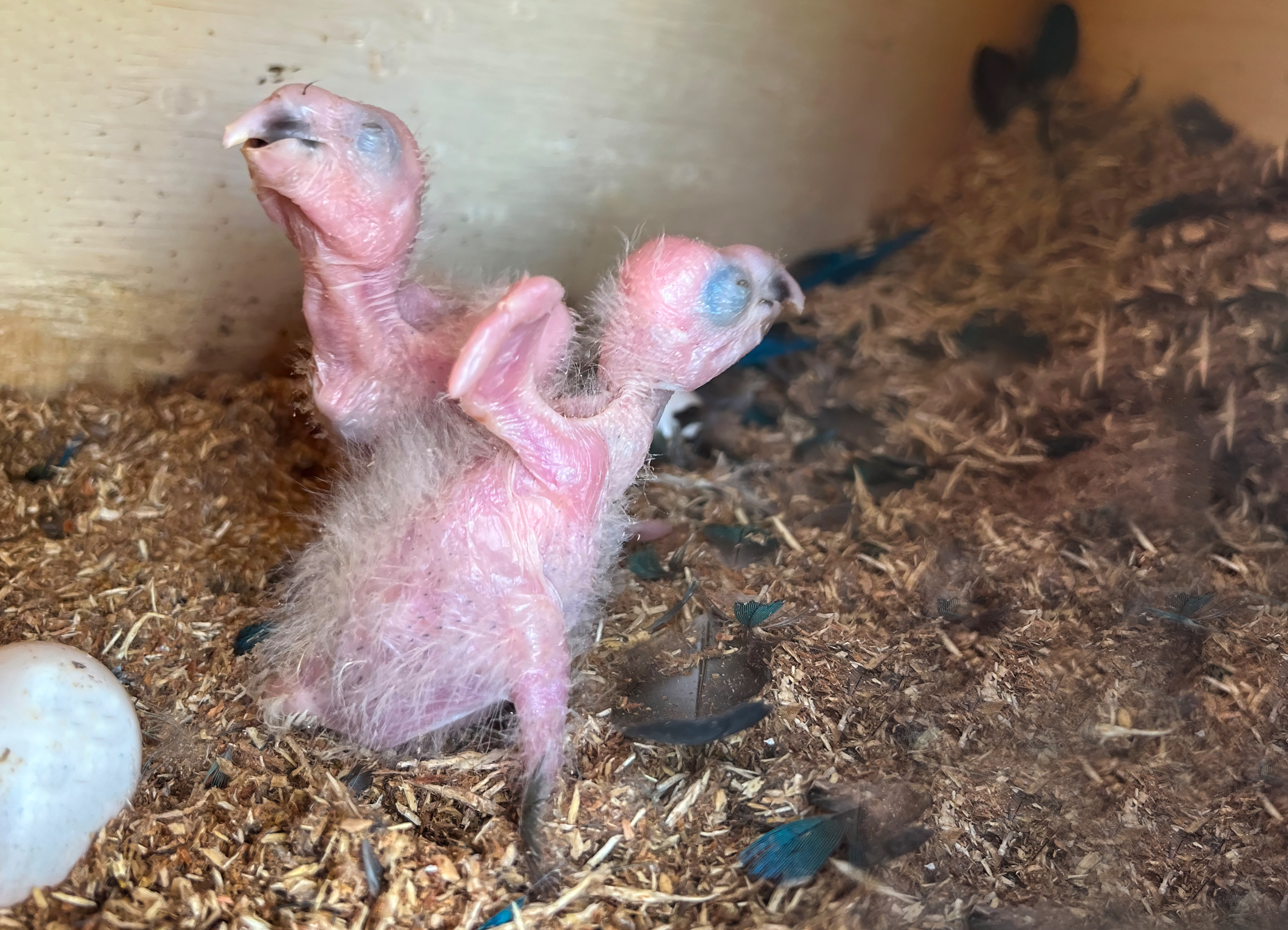 The First Spix’s Macaw Babies Born in the Wild: A New Chapter in the Reintroduction of Spix’s Macaw into the Wild