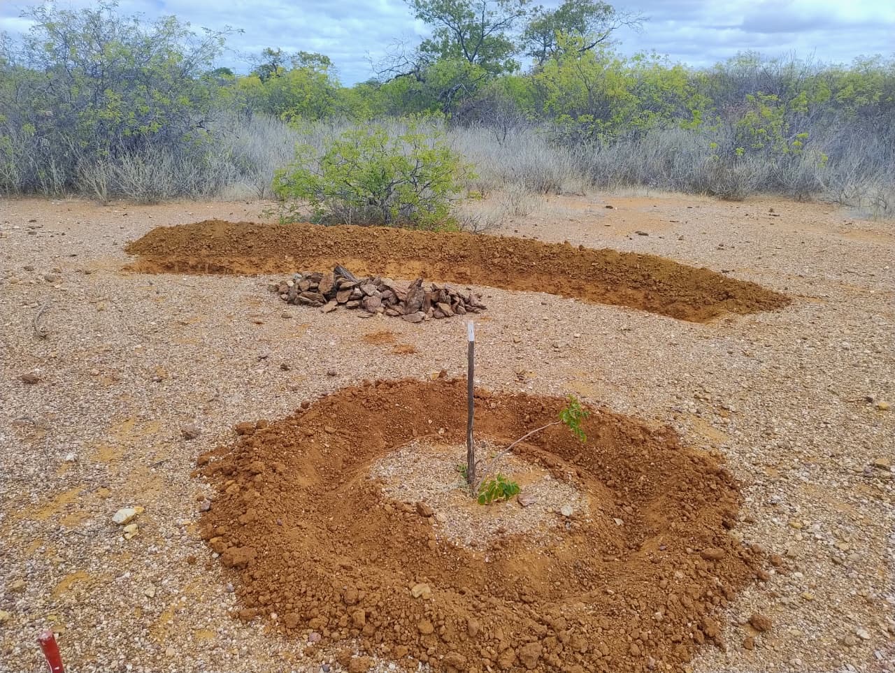 Blue Sky aplica tecnologias sociais para fortalecer restauração ambiental em Curaçá