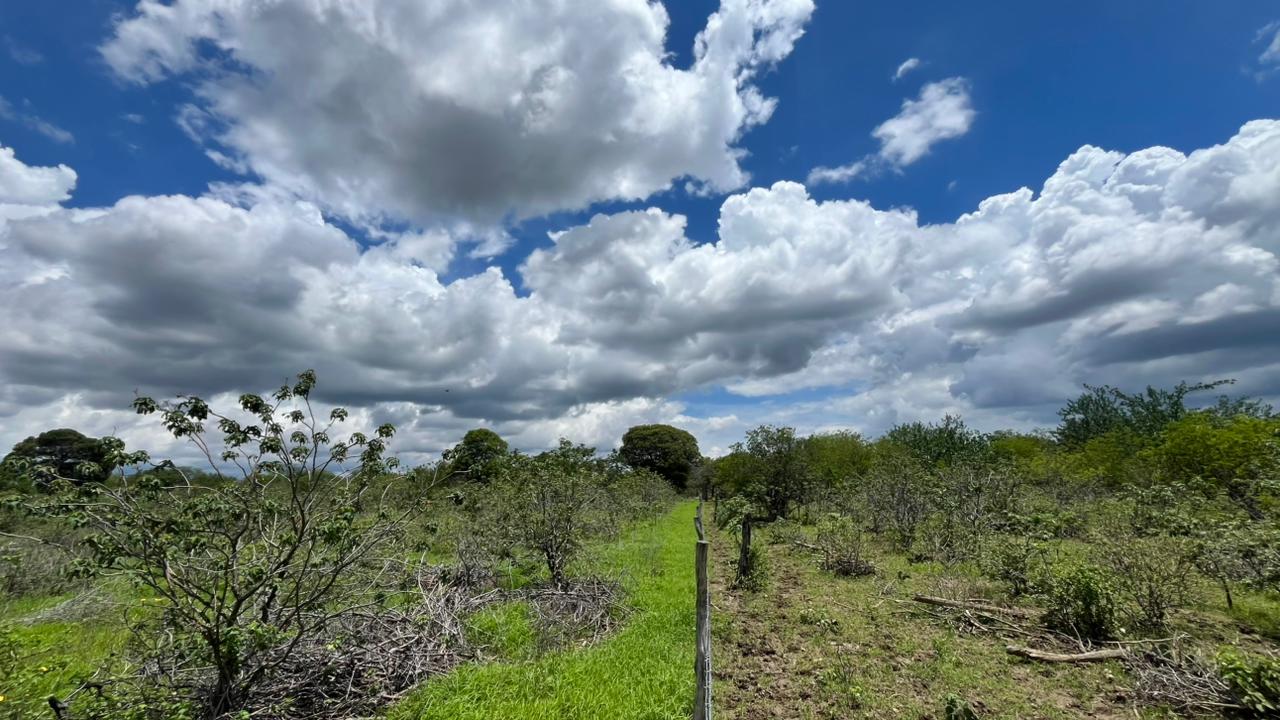 The Role of Fencing in Assisted Natural Regeneration: Practical Evidence in the Caatinga
